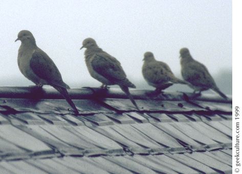 coo coo coo cooo